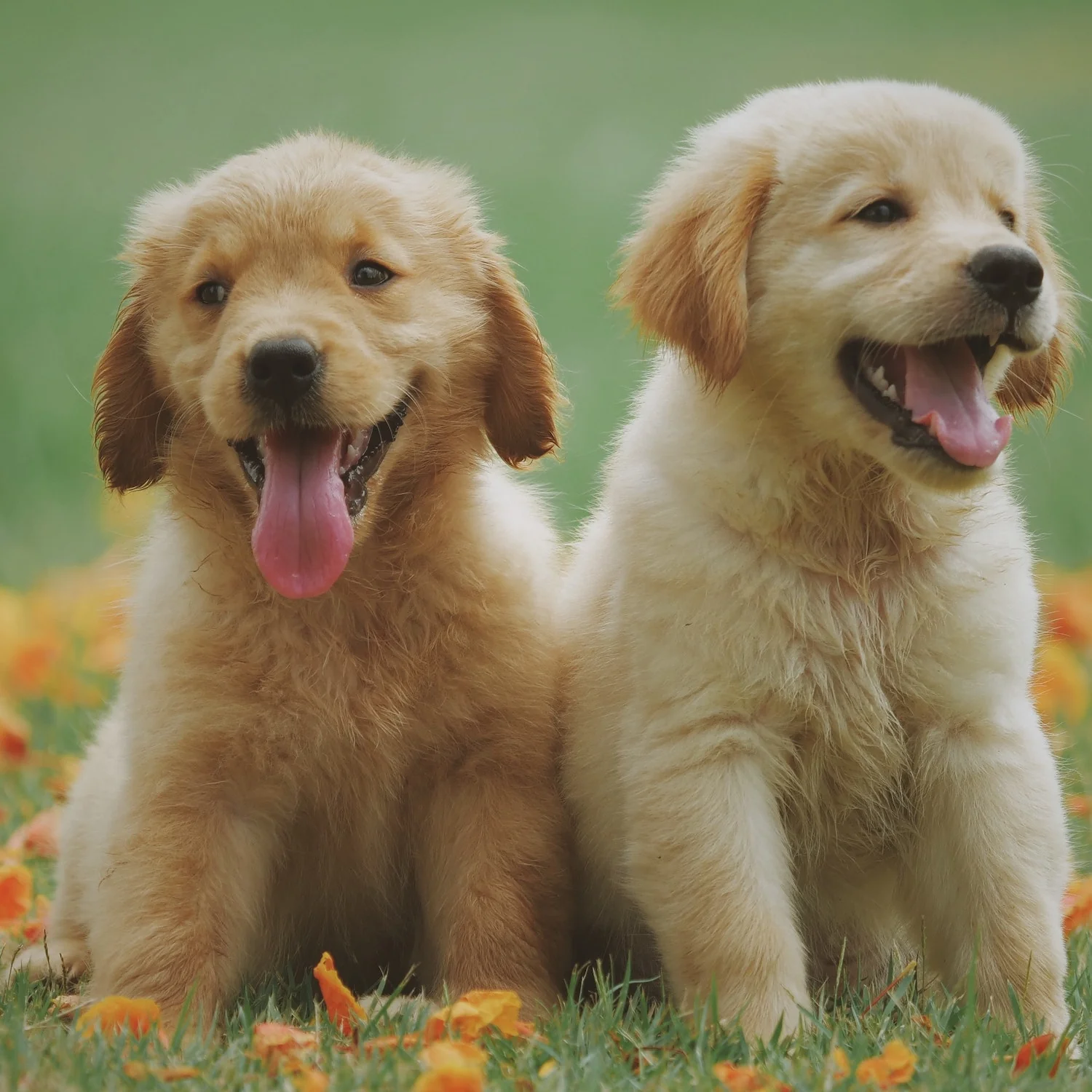 Save A Puppy Diamond Candle - Image 16