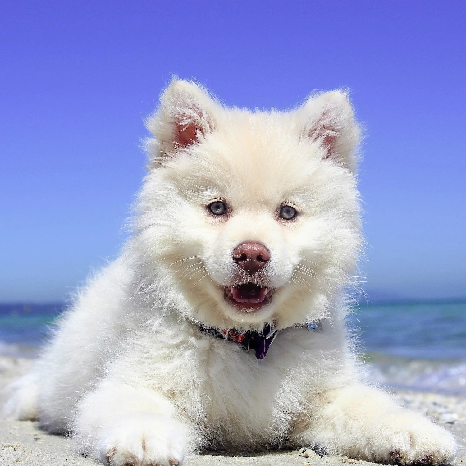 Save A Puppy Diamond Candle - Image 7